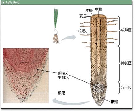 根的種類|根（植物的六大器官之一）